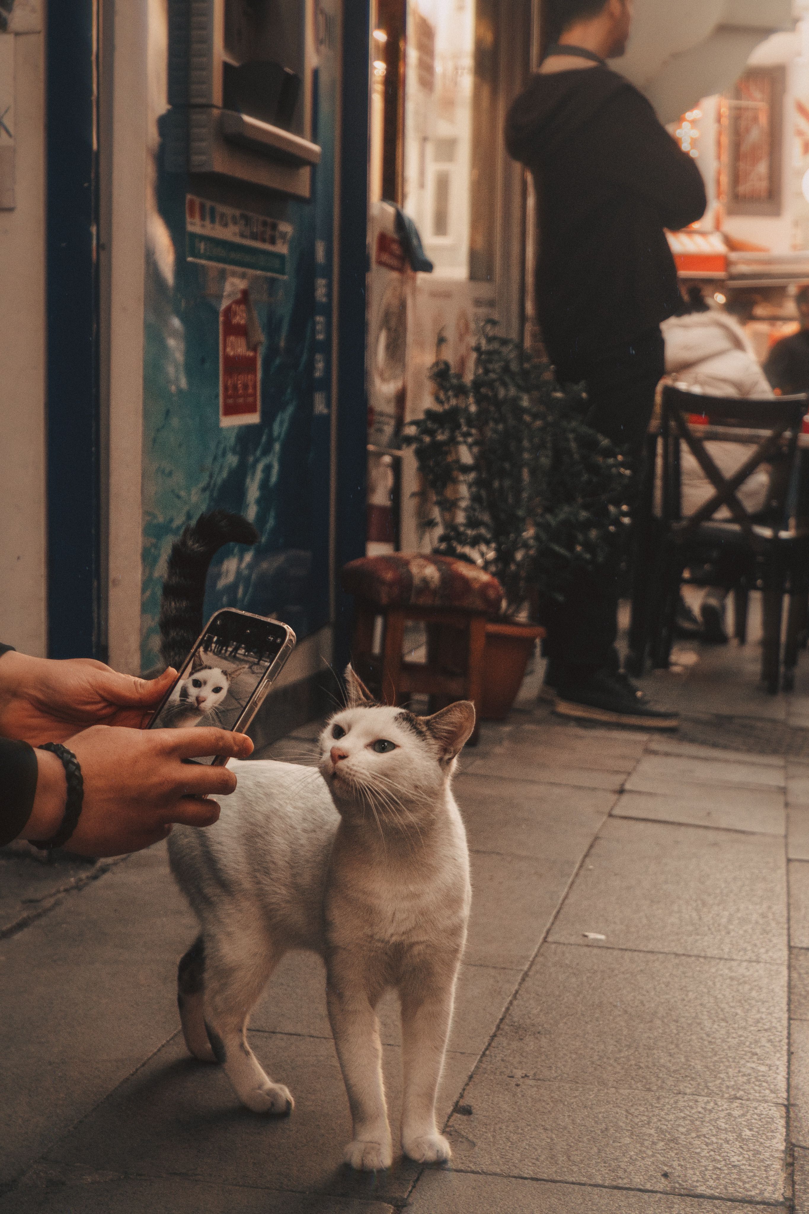 A hand holding a phone camera aimed at a pet's face